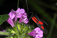 Zygaena romeo Zygaena romeo